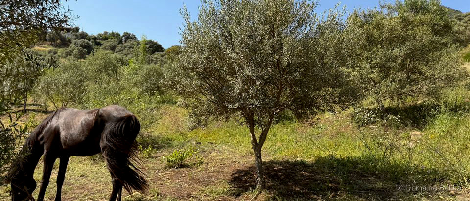 Un cheval broutant paisiblement sous un olivier du domaine