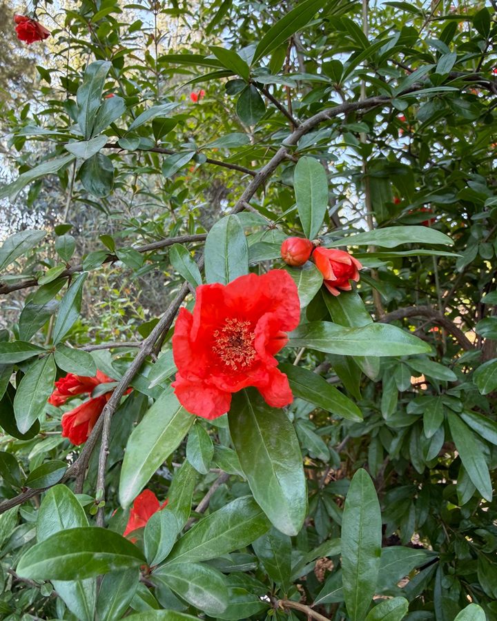 Fleur de grenadier écarlate au cœur du domaine