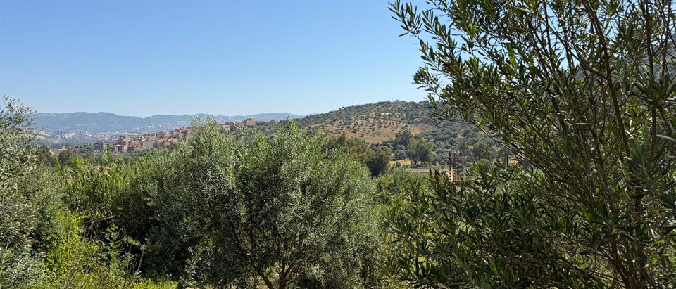 Oliveraie du domaine surplombant la vallée de Béjaïa et les montagnes