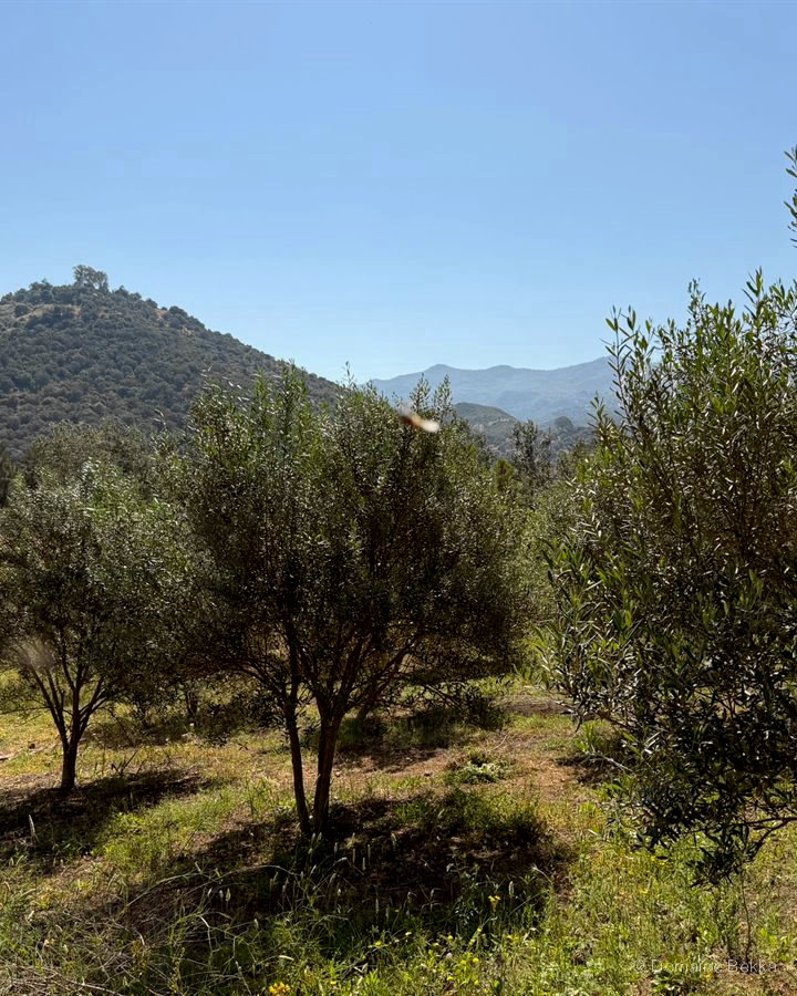 Oliveraie du domaine au pied d’un mont boisé de Kabylie