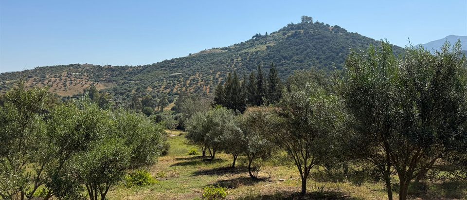 Rangs d’oliviers montant vers la montagne, avec la fermette du domaine