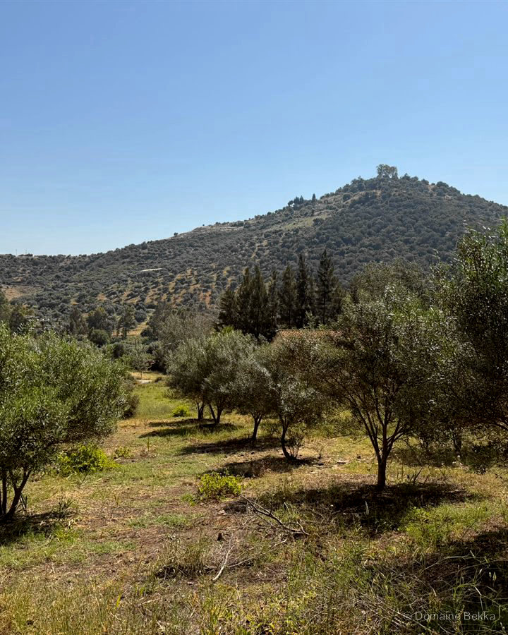 La terre de Kabylie : oliveraie et fermette au pied de la montagne