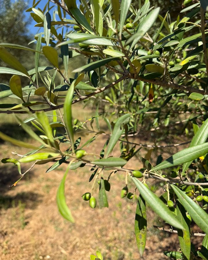 Olives vertes mûrissant sur la branche, futures gouttes d’huile