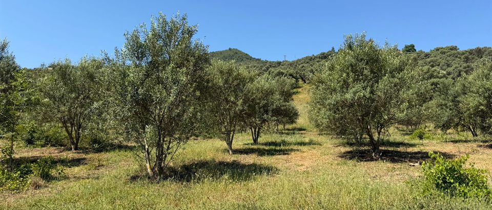 Oliveraie en rangs du Domaine Bekka s’élevant vers les montagnes de Kabylie