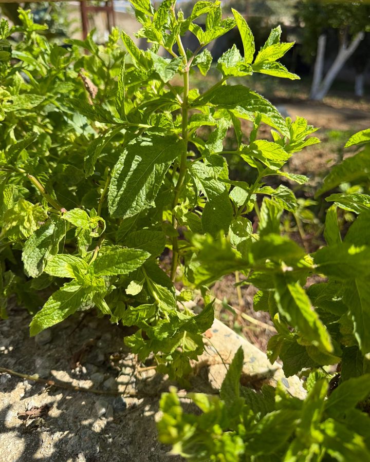 Menthe fraîche du potager du domaine