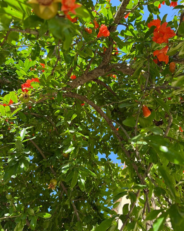 Grenadier du domaine en fleurs et jeunes fruits