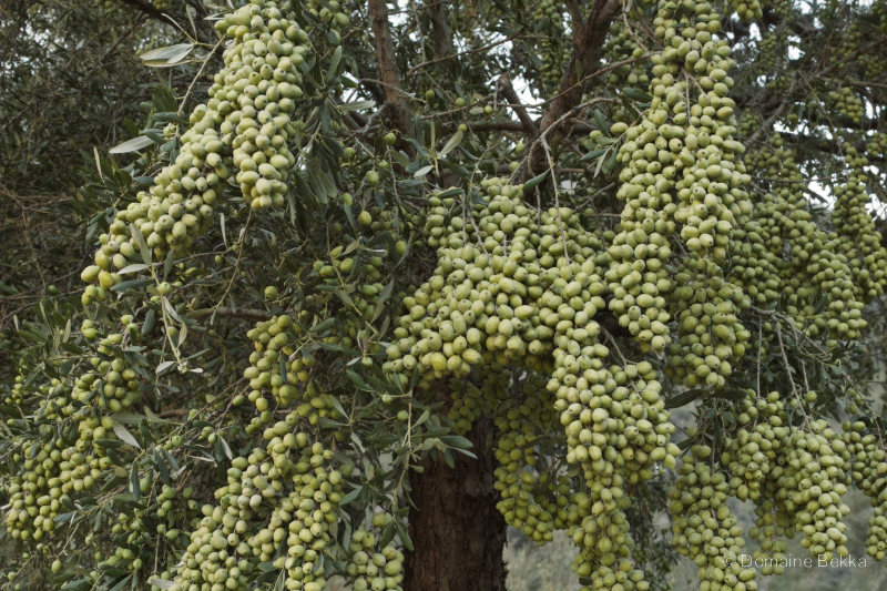 Olives Chemlal en grappes serrées sur leurs rameaux argentés