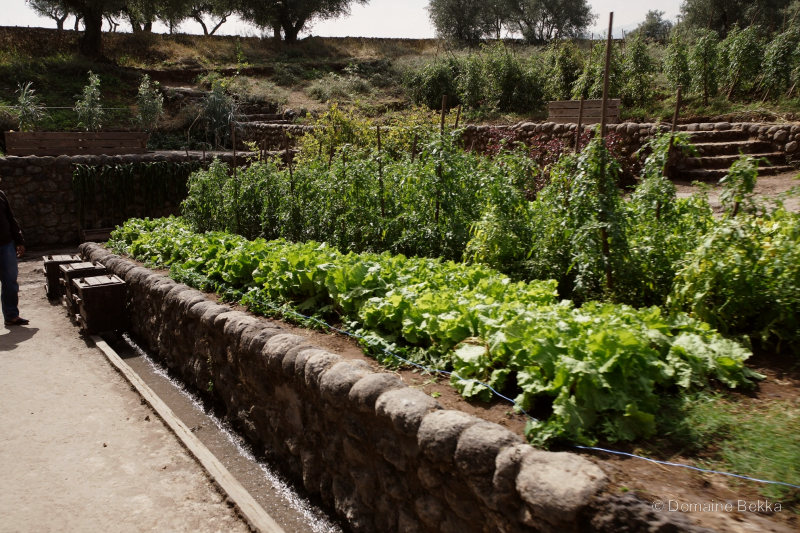 Potager en terrasses : rangées de laitues et tomates tuteurées
