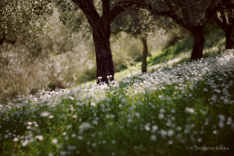 Fleurs sauvages de printemps sous les vieux oliviers