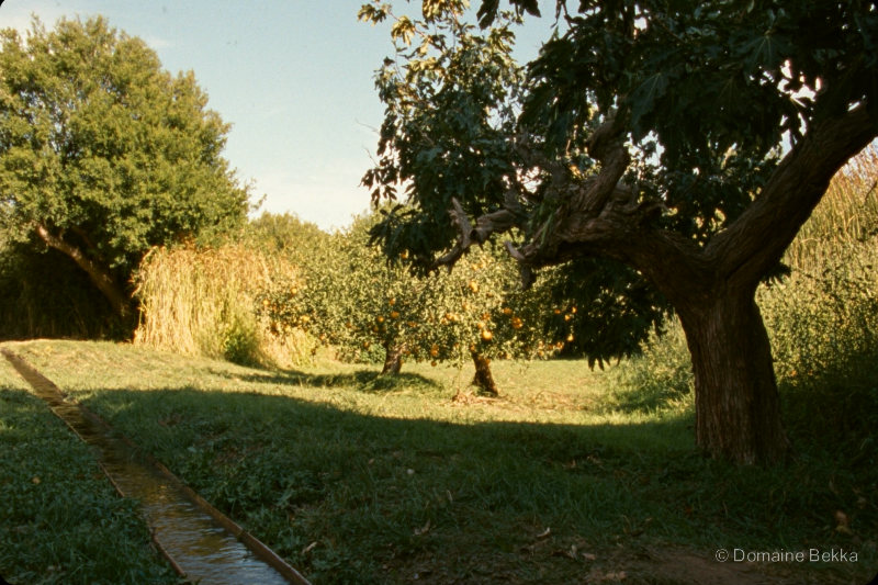 Verger familial : figuier, agrumes et rigole d’eau