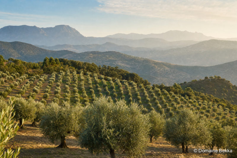 Rangées d’oliviers sur les collines de Kabylie au petit matin, panorama de la filière oléicole