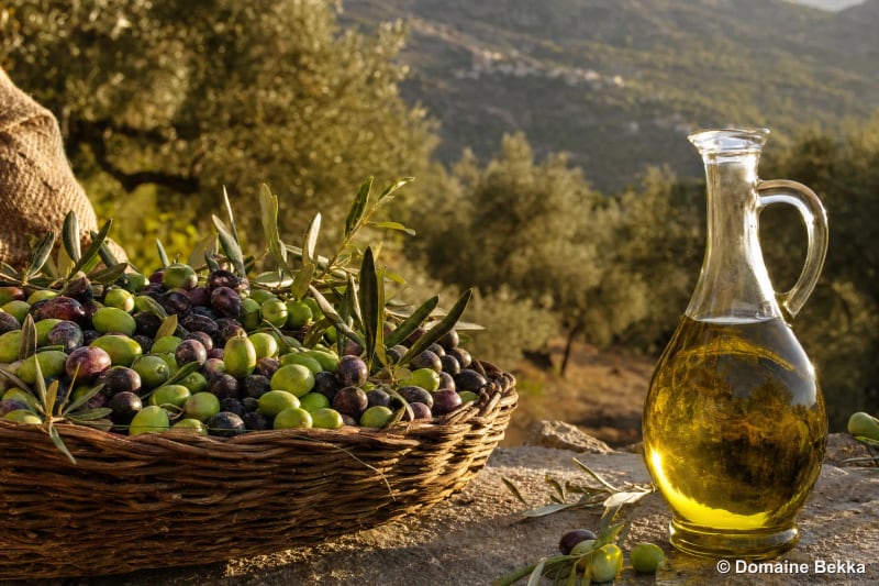 Olives fraîchement récoltées et filet d’huile d’olive doré, évoquant le rendement de la récolte