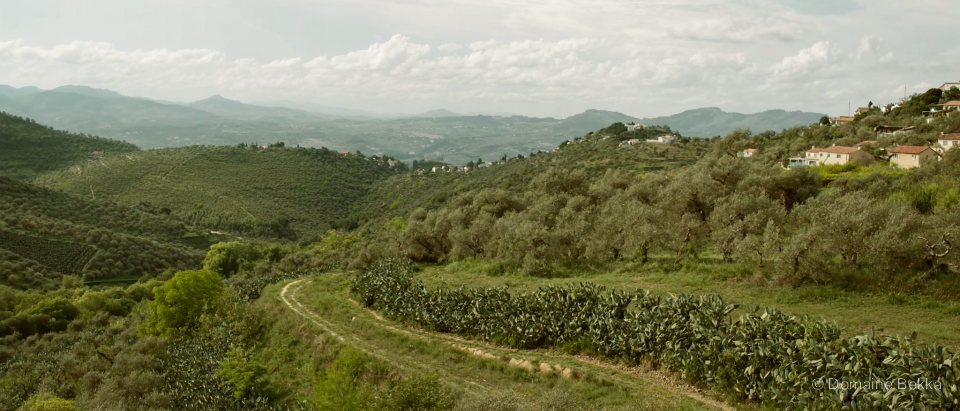 Collines d’oliviers et haies de figuiers de Barbarie près d’Amizour, un village kabyle sur la crête