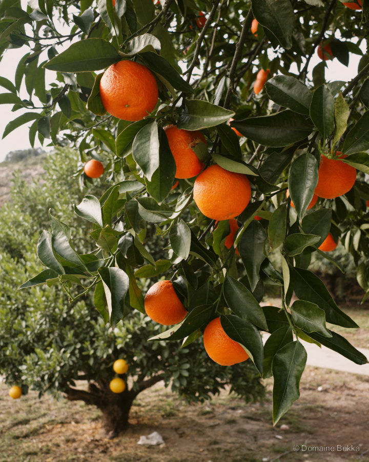 Oranges mûres sur l’arbre, citronnier en arrière-plan : les agrumes du verger