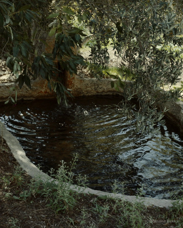 Le bassin d’irrigation du verger, à l’ombre des oliviers