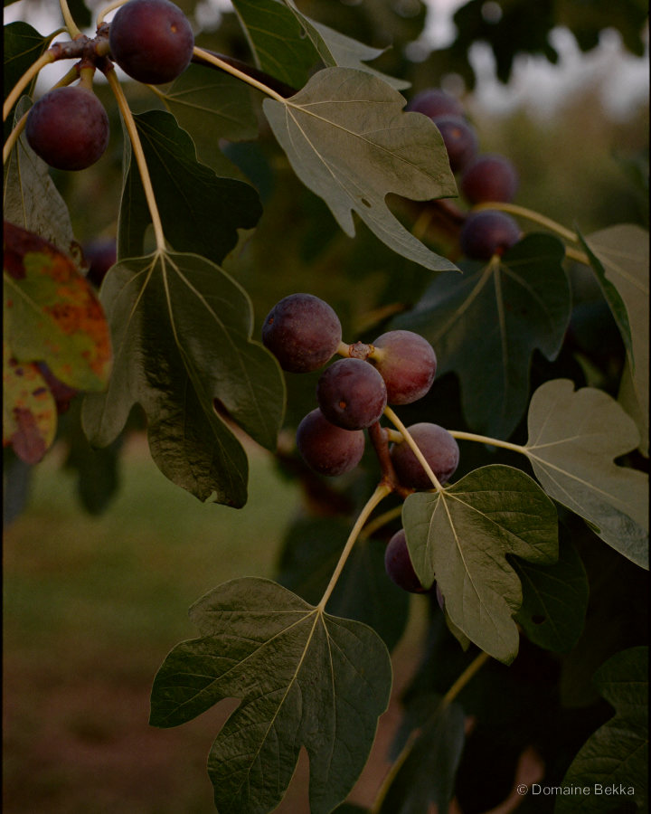 Figues mûres sur la branche parmi les feuilles du figuier