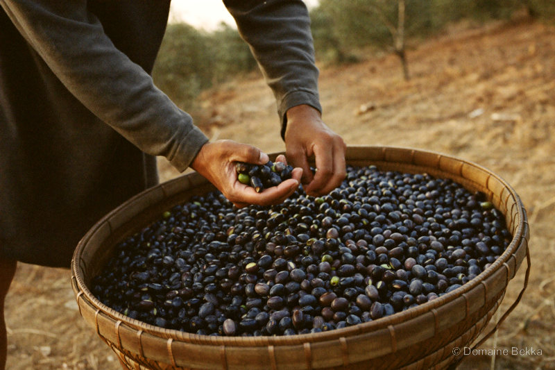 Des mains triant les olives fraîchement cueillies dans un tamis en osier