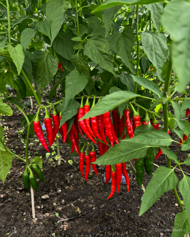 Piments rouges mûrissant sur le plant, au-dessus de la terre du potager