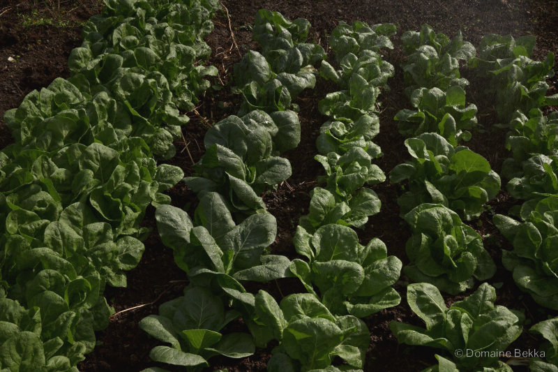 Rangées d’épinards et de jeunes laitues dans la terre du potager