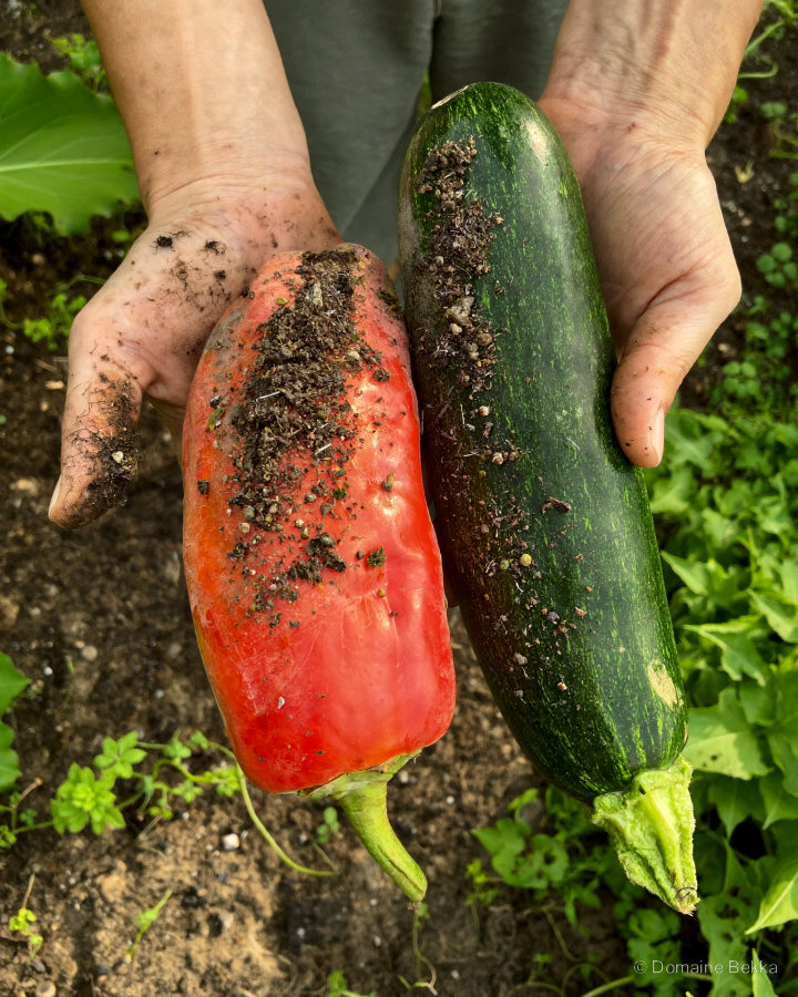 Poivron et courgette tout juste récoltés, dans des mains encore terreuses