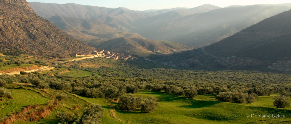 La vallée au matin : prairies et oliveraies, un village kabyle au pied des montagnes de Béjaïa