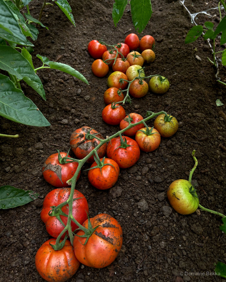 Tomates de la récolte posées sur la terre du potager, encore sur leurs grappes