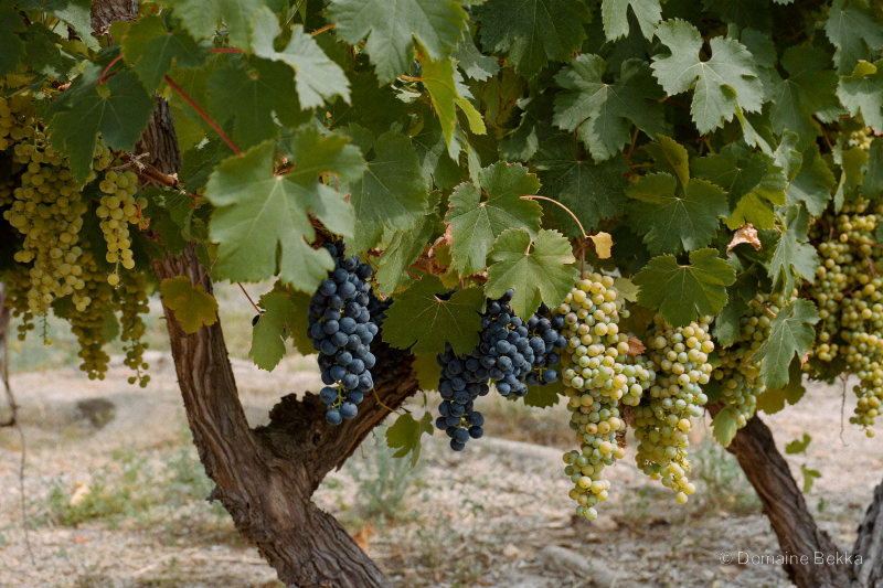 La vigne du domaine : raisin de table blanc et noir sur le vieux cep
